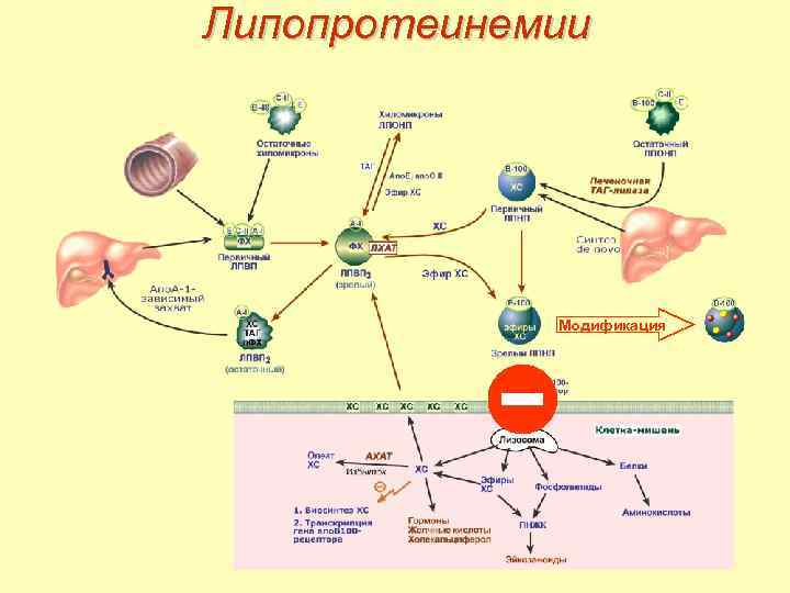 Липопротеинемии Модификация 