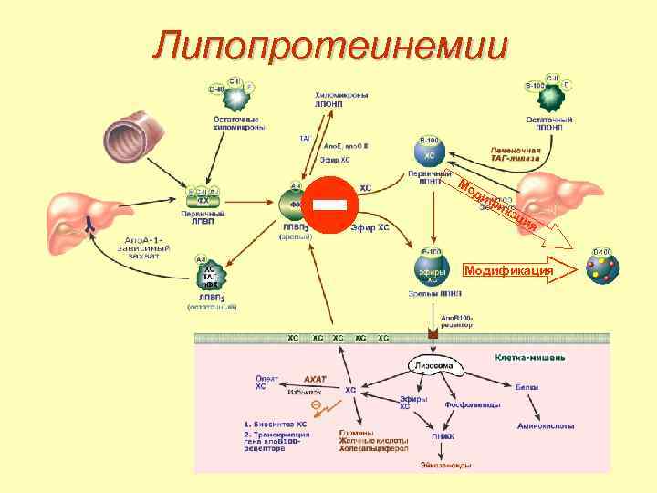 Липопротеинемии Мо ди фи ка ци я Модификация 