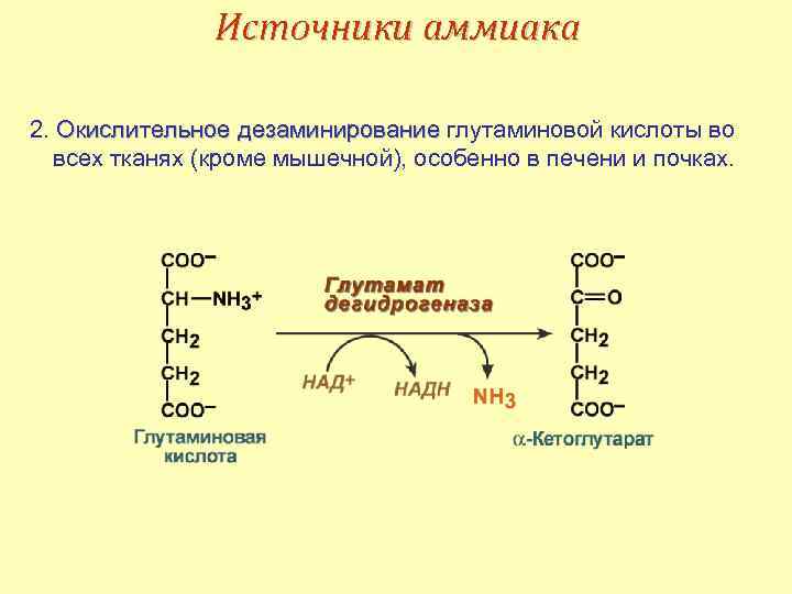 Схема реакции окислительного дезаминирования аспарагиновой кислоты