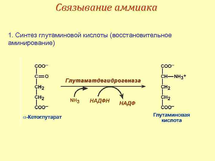 Связывание аммиака 1. Синтез глутаминовой кислоты (восстановительное аминирование) 