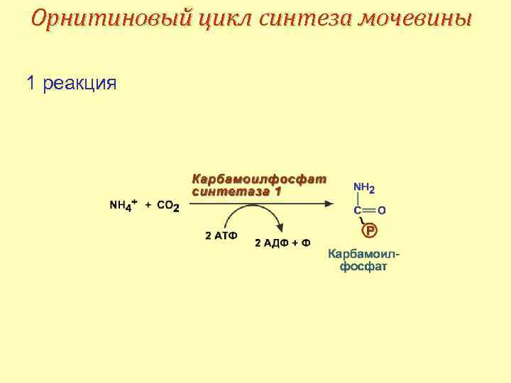 Орнитиновый цикл реакции. Синтез мочевины последовательность реакций. Реакция образования мочевины. Синтез мочевины биохимия реакции. Биосинтез мочевины реакции.