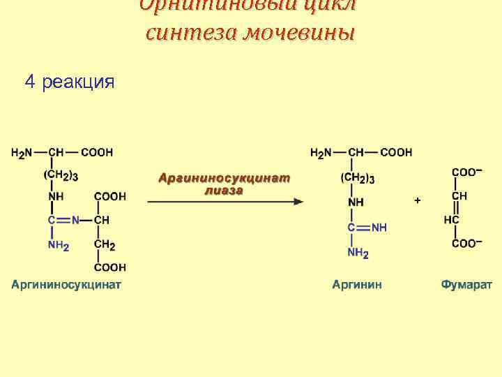 Реакции образования циклов. Синтез мочевины последовательность реакций. Орнитиновый цикл синтеза мочевины. Синтез мочевины биохимия реакции. Орнитиновый цикл 1 реакция.