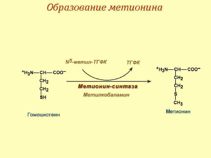 Образование метионина 