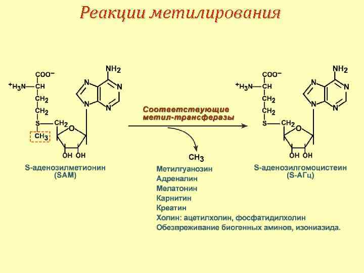 Цикл метилирования схема