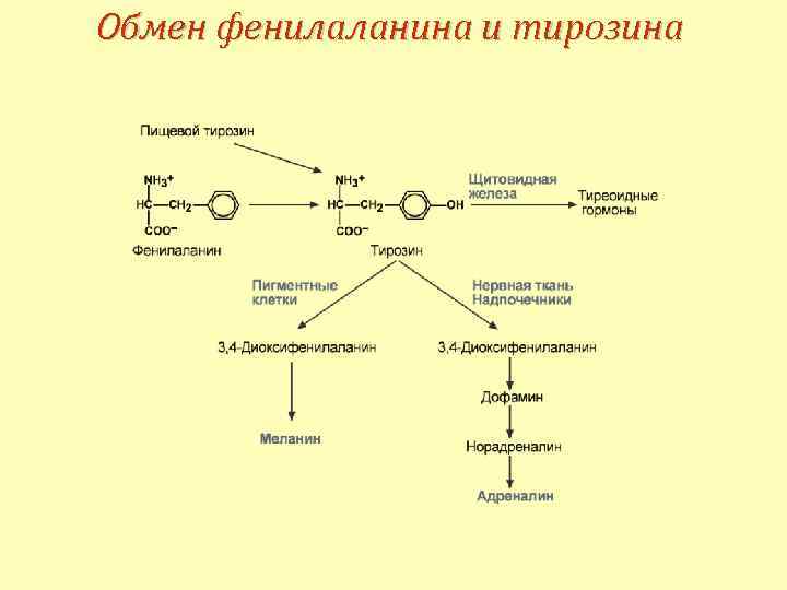 Путем обмена. Синтез фенилаланина и тирозина. Схема обмена фенилаланина и тирозина. Превращение фенилаланина в тирозин. Пути превращения фенилаланина и тирозина.