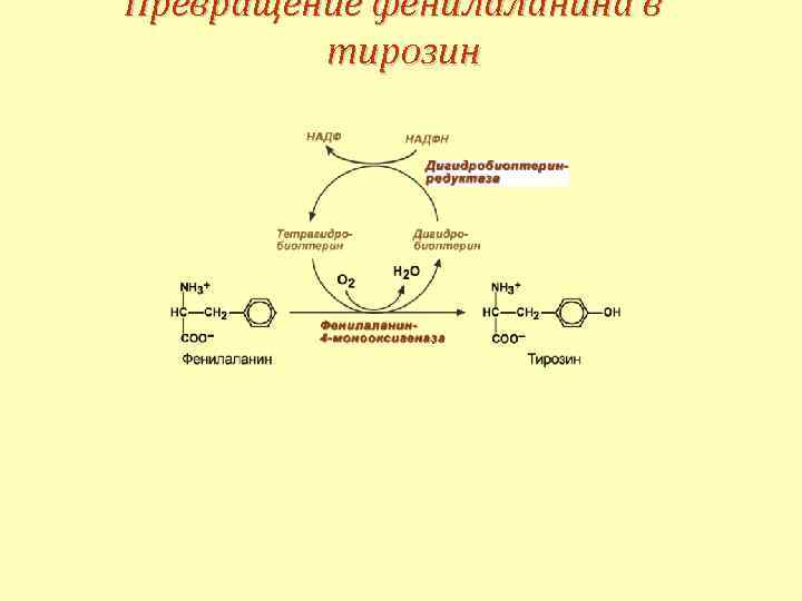 Схема превращения фенилаланина в организме