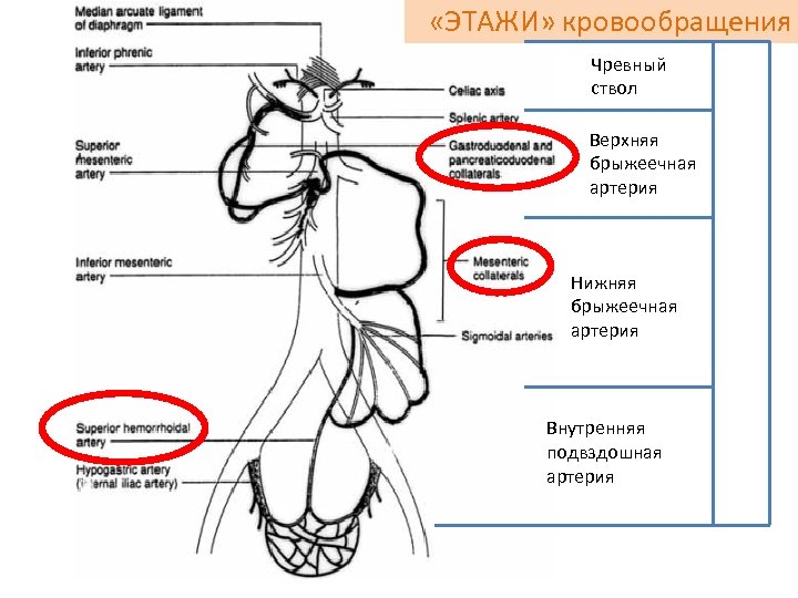 Верхняя брыжеечная артерия схема