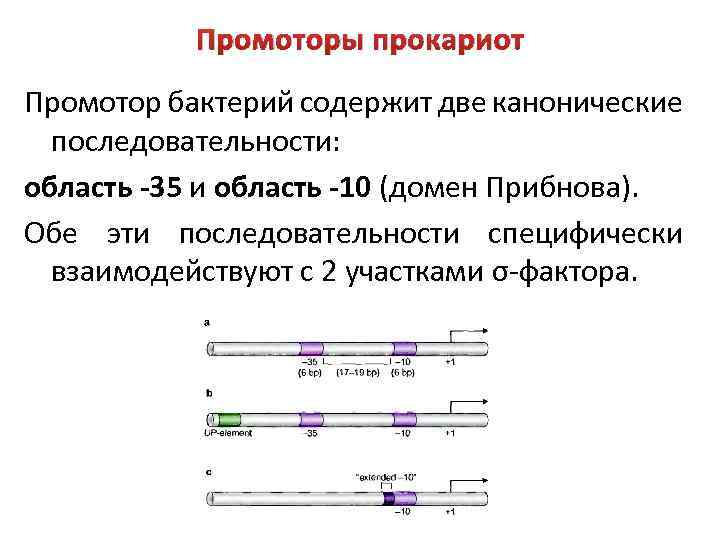 Промоторы прокариот Промотор бактерий содержит две канонические последовательности: область -35 и область -10 (домен