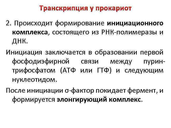 Транскрипция у прокариот 2. Происходит формирование инициационного комплекса, состоящего из РНК-полимеразы и ДНК. Инициация