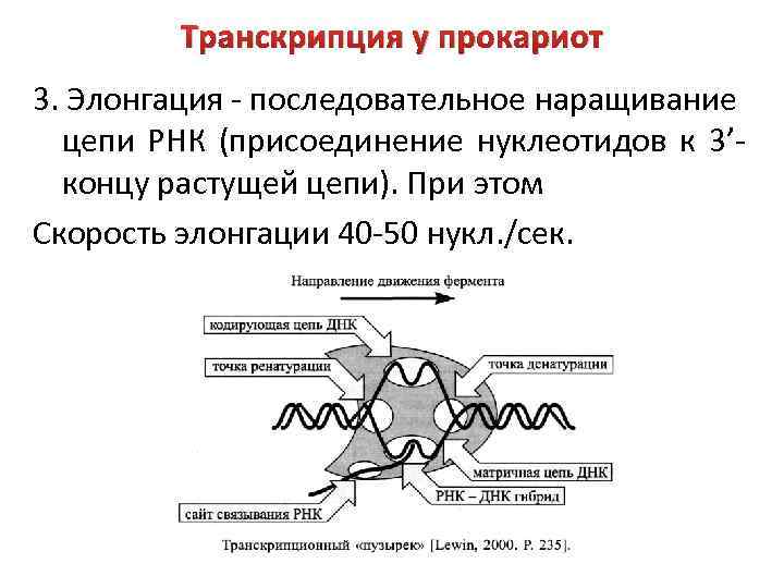 Механизм транскрипции. Механизм транскрипции у прокариот. Механизм транскрипции РНК. Особенности строения транскрипции.