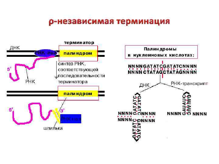 Терминация у эукариот