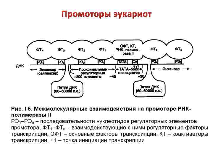 Промоторы эукариот 