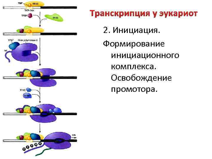 Особенности транскрипции у эукариот