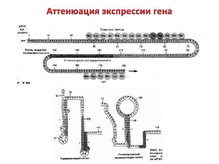 Аттенюация экспрессии гена 