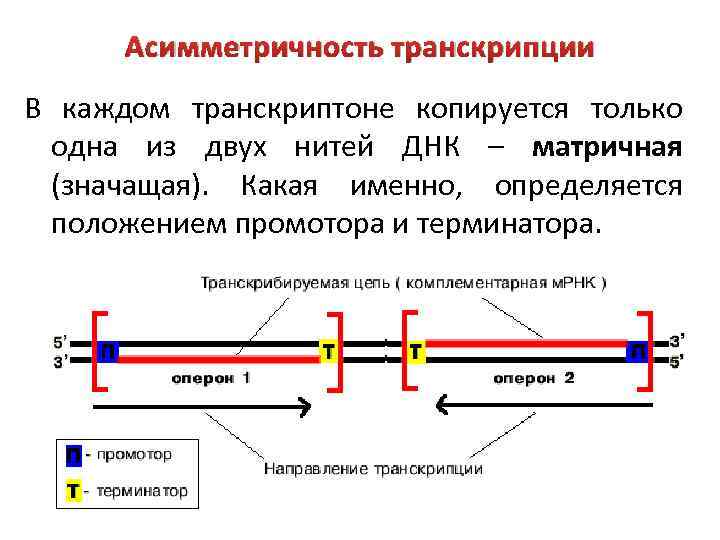 Матричная днк направление. Асимметричность транскрипции. Принципы транскрипции в биологии. Направление транскрипции.