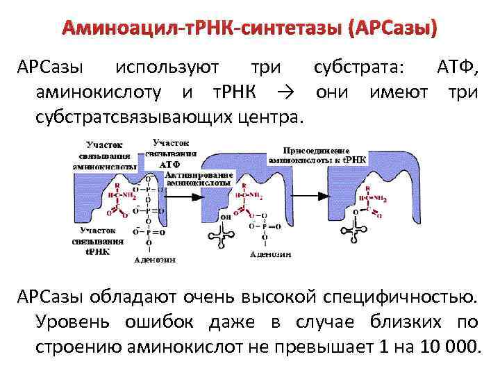 Аминоацил-т. РНК-синтетазы (АРСазы) АРСазы используют три субстрата: АТФ, аминокислоту и т. РНК → они