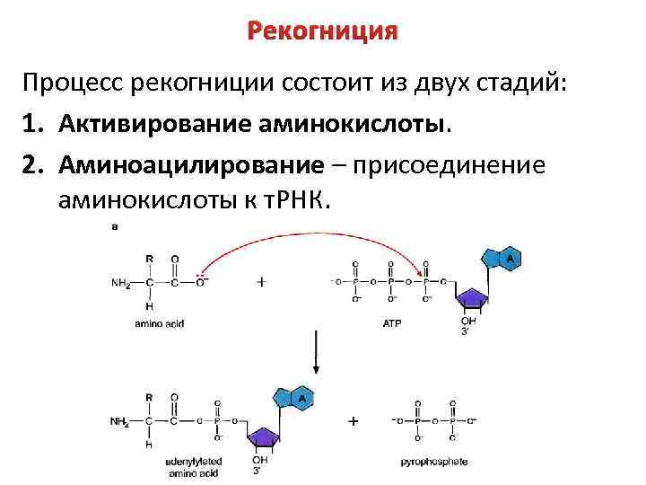 Этап активации аминокислот рекогниция роль аминоацил трнк