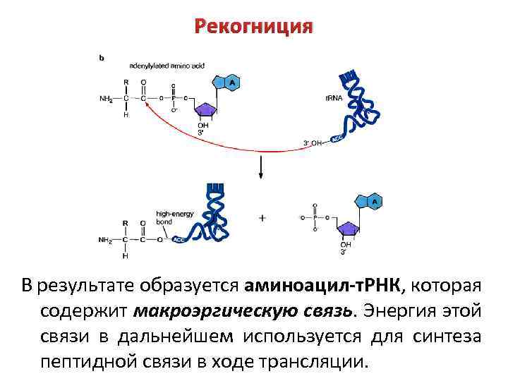 Белки синтезируются в результате реакции. Биосинтез белка рекогниция. Рекогниция биохимия. Рекогниция аминокислот. Трансляция ТРНК.