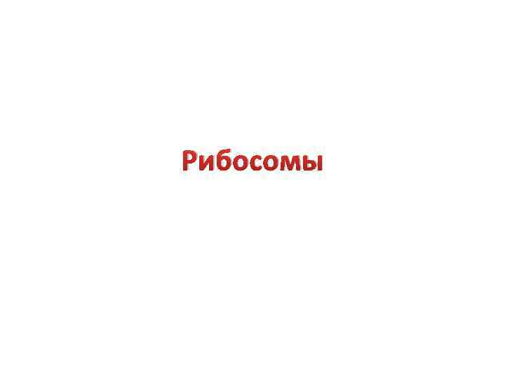 Рибосомы 