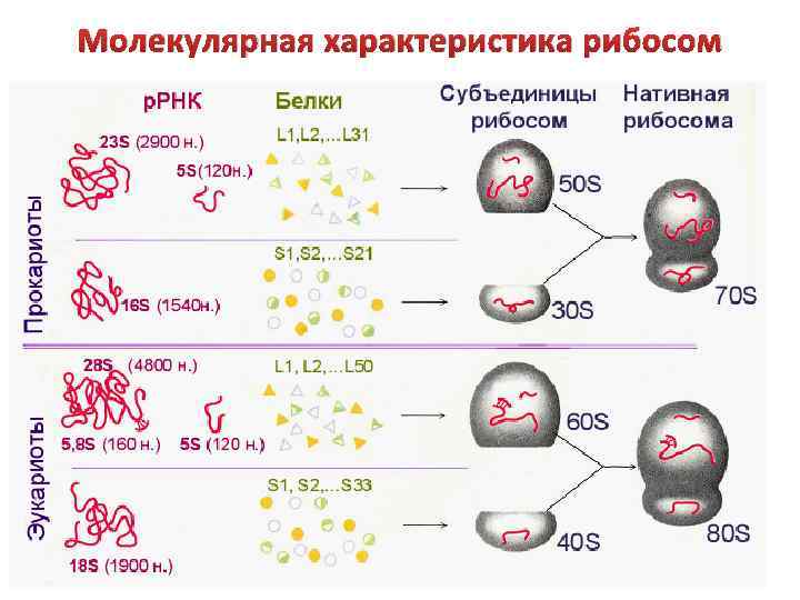 Молекулярная характеристика рибосом 