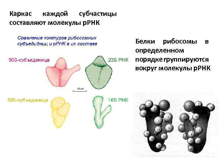 Каркас каждой субчастицы составляют молекулы р. РНК Белки рибосомы в определенном порядке группируются вокруг