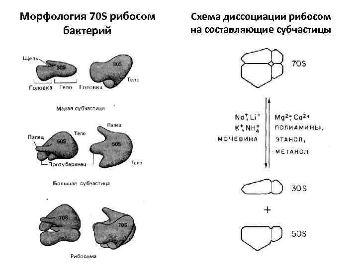 Морфология 70 S рибосом бактерий Схема диссоциации рибосом на составляющие субчастицы 