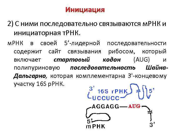 Инициация 2) С ними последовательно связываются м. РНК и инициаторная т. РНК. м. РНК