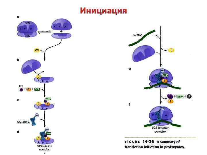 Инициация 