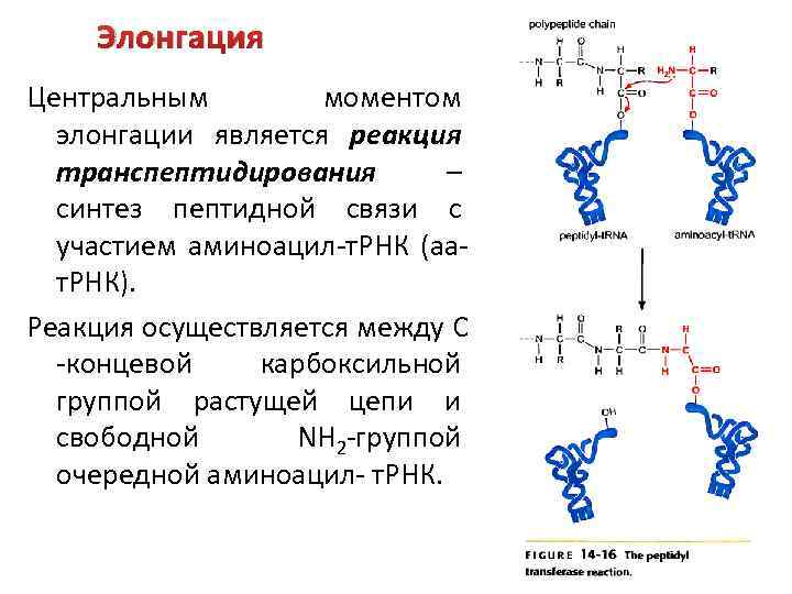 Элонгация Центральным моментом элонгации является реакция транспептидирования – синтез пептидной связи с участием аминоацил-т.