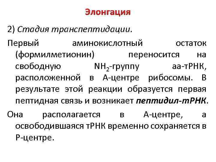 Элонгация 2) Стадия транспептидации. Первый аминокислотный остаток (формилметионин) переносится на свободную NH 2 -группу