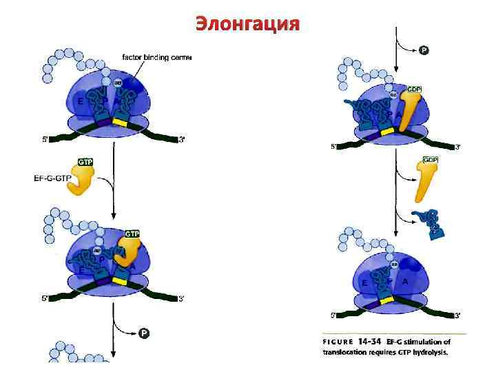 Элонгация 