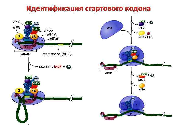 Идентификация стартового кодона 