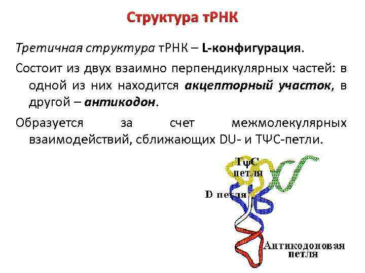 Вторичная рнк. Первичная вторичная и третичная структура ТРНК. Структуры РНК первичная вторичная и третичная. Характеристика первичной вторичной и третичной структуры ТРНК. Третичная структура РНК.