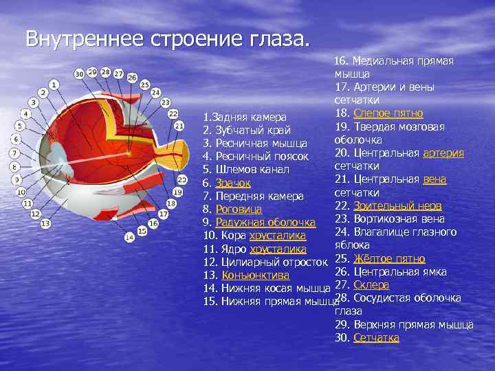 Внутреннее строение глаза. 16. Медиальная прямая мышца 17. Артерии и вены сетчатки 18. Слепое