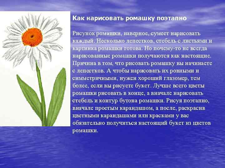 Как нарисовать ромашку поэтапно Рисунок ромашки, наверное, сумеет нарисовать каждый. Несколько лепестков, стебель с