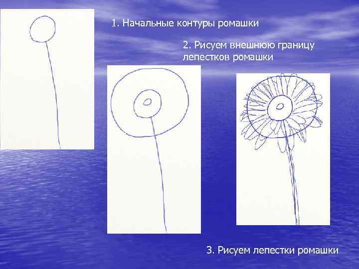 1. Начальные контуры ромашки 2. Рисуем внешнюю границу лепестков ромашки 3. Рисуем лепестки ромашки