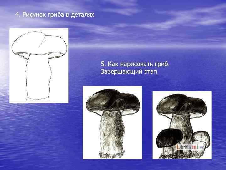 4. Рисунок гриба в деталях 5. Как нарисовать гриб. Завершающий этап 