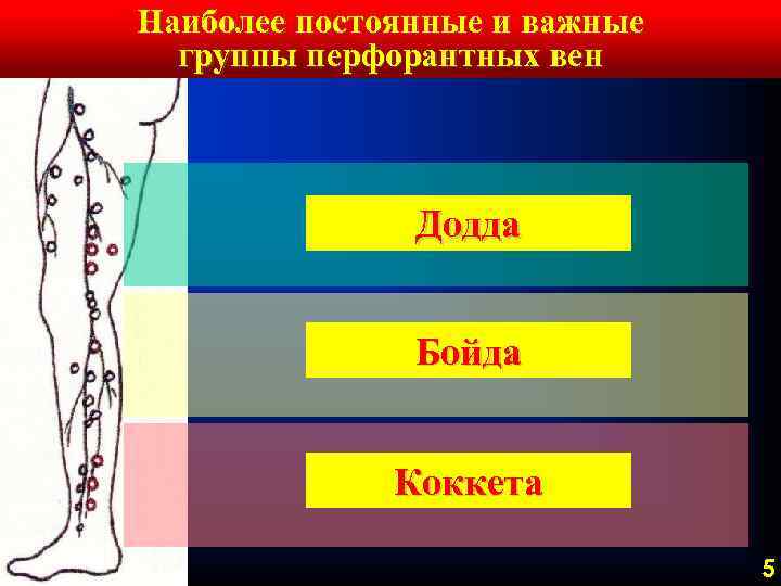 Перфорантные вены нижних конечностей