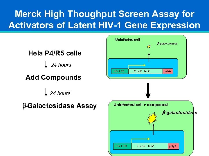 Merck High Thoughput Screen Assay for Activators of Latent HIV-1 Gene Expression Uninfected cell