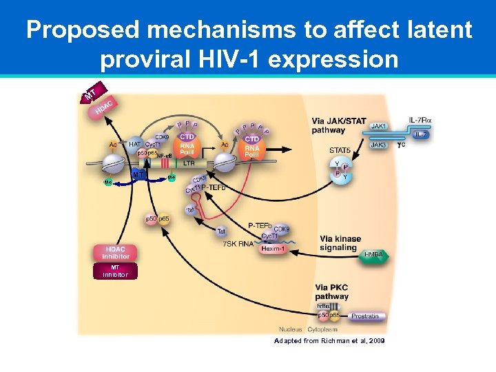 Proposed mechanisms to affect latent proviral HIV-1 expression MT MT Me Me MT Inhibitor