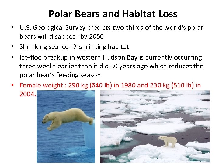 Polar Bears and Habitat Loss • U. S. Geological Survey predicts two-thirds of the