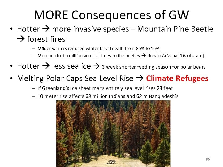 MORE Consequences of GW • Hotter more invasive species – Mountain Pine Beetle forest
