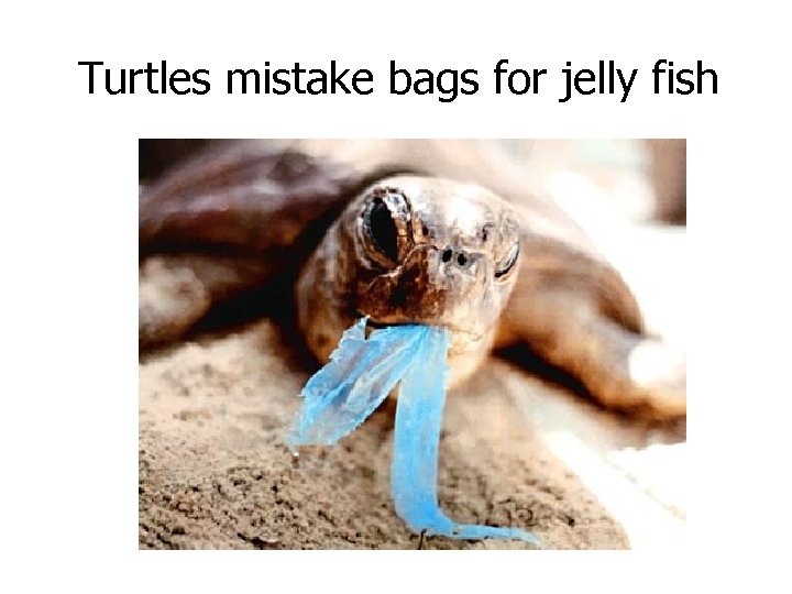 Turtles mistake bags for jelly fish - CNN. com/tecnhology November 16, 2007 
