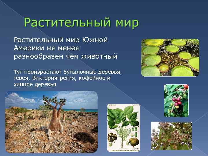 Растительный мир Южной Америки не менее разнообразен чем животный Тут произрастают бутылочные деревья, гевея,