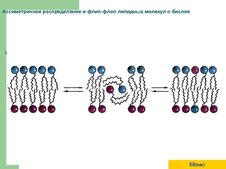 Каким номером на рисунке обозначена молекула. Бислой молекул липидов. Заряд молекулы липида. Через бислой липидов. Типы движений липидных молекул в бислое.