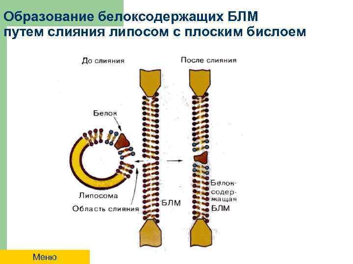 Образование белоксодержащих БЛМ путем слияния липосом с плоским бислоем Меню 