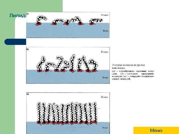 Липидные молекулы на границе вода/воздух Меню 