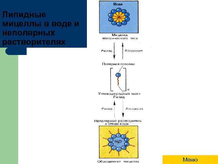 Липидные мицеллы в воде и неполярных растворителях Меню 