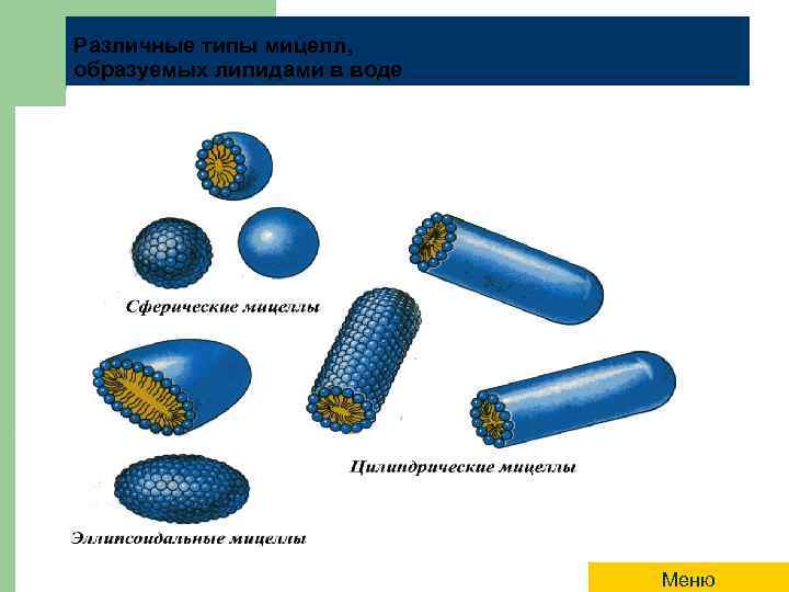 Различные типы мицелл, образуемых липидами в воде Меню 