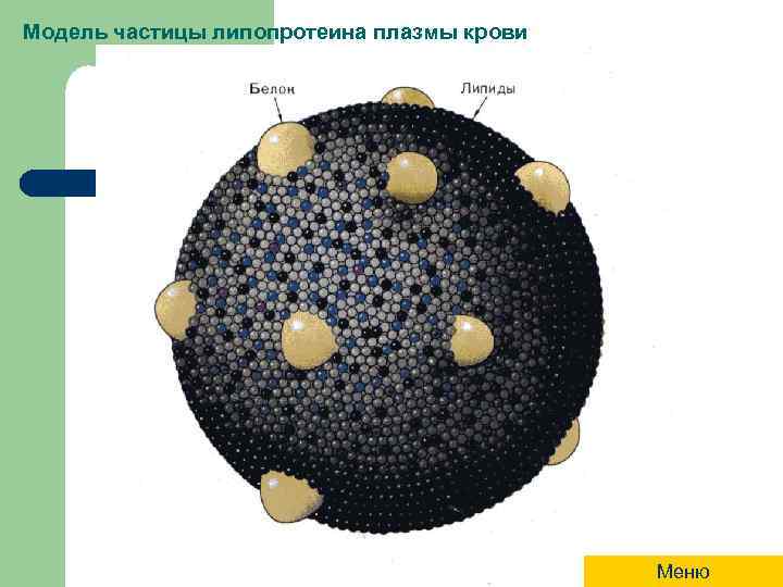 Модель частицы липопротеина плазмы крови Меню 